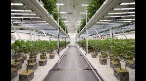 We did not find results for: Fluence Grow Lights At Franklin Bioscience Cannabis Vertical Farm Youtube