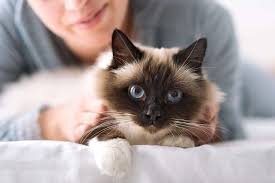 ‪10 of the Cutest Cat Breeds We've Ever Seen‬‏