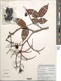 Image result for Dolichos subcapitatus