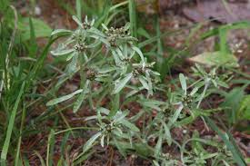 Image result for Asplenium uhligii