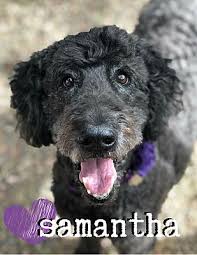 We feed the highest quality organic nutrition for health and well being. Scottsdale Az Goldendoodle Meet Samantha A Pet For Adoption