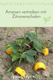 Ameisen Vertreiben Frag Mutti In 2020 Ameisen Vertreiben Schadlinge Im Garten Pflanzen