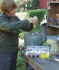 35 Pest And Disease Remedies For Common Garden Problems Pantry And Medicine Cabinet Solutions Garden Problems Garden Remedies Garden Pests