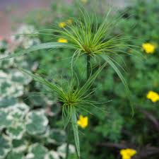 Image result for Cyperus