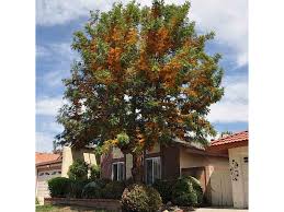 Image result for Grevillea robusta