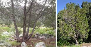 Image result for Widdringtonia whytei