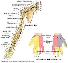 Pin On Anatomy