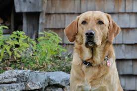 40 Loving Labrador Mixes The Ultimate Lab Mix Guide