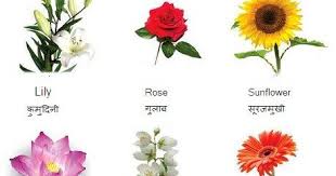 Let us inspire you with our comprehensive guide to flowers and their meanings. Flower Names In Hindi And English à¤¹ à¤¨ à¤¦ à¤• à¤œ Hindi Website Literary Web Patrika