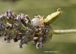 Instead of looking for an all over color, as with the brown recluse, or the distinctive black and red coloring of a black widow spider, crab spiders … the crab spiders are named so for the kind of uneven legs they have. Why You Should Love Spiders Or At Least Like Them Bug Squad Anr Blogs