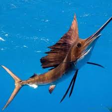 Is a swordfish the same as a marlin? Marlin Fishing Fishing Tackle Techniques Destinations And Fishing Charters Tom S Catch