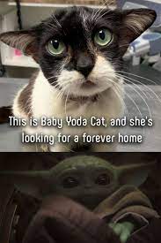 Animal News Yoda Cat Cute Baby Animals Cute Funny Animals