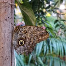 Tropiske Sommerfugler Tropical Butterflies Tropische Schmetterlinge Schmetterling Tropisch