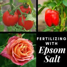 It is a good source of magnesium.to top it all, epsom salt garden is affordable and safe to use. Fertilize With Epsom Salts Garden Org