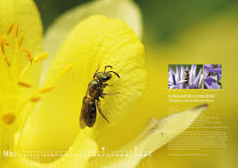 Bienen Bild Von Anja Eder Auf Wildbienen Kalender 2019 Wildbienen Wild