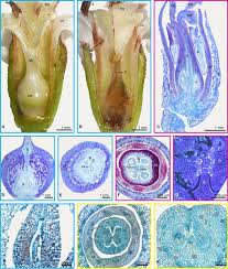 Image result for Cordia grandicalyx