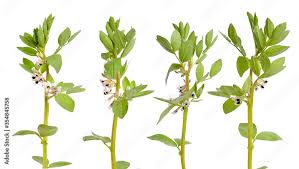Image result for Vicia faba