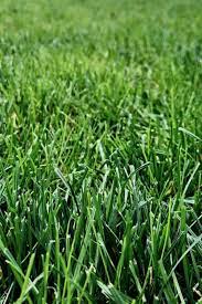 When Does Grass Stop Growing All About Seasonal Dormancy Of Lawn Turf Grass Home For The Harvest