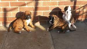 Check spelling or type a new query. Boxer Dogs Sale Ireland 2021 Boxer Puppies Buy Buy Boxer Breeders Boxer Dogs Breed Boxer Dogs For Adoption