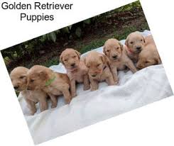 Golden retriever puppies alabama for sale. Gun Dogs Golden Retriever For Sale In Alabama Agriseek Com