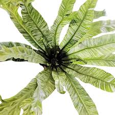 Image result for Asplenium goetzei