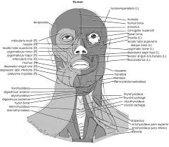 In human anatomy, the muscles of the hip joint are those muscles that cause movement in the hip.most modern anatomists define 17 of these muscles, although some additional muscles may sometimes be considered. The Origin And Evolution Of Mammalian Head Muscles With Special Emphasis On The Facial Myology Of Primates And Modern Humans Springerlink