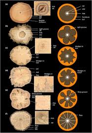Image result for Landolphia landolphioides