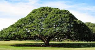 Image result for Samanea saman