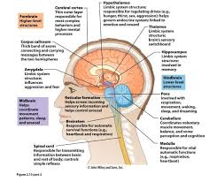 Psychology Review Notes Youngblood Final Diagram Quizlet