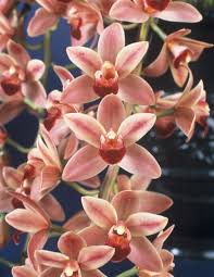 Cymbidium Devon Shell 'New Horizon'
