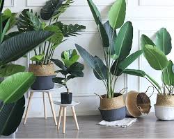 5 Vai Trò Của Cây Xanh Đối Với Con Người Trong Cuộc Sống - Cây xanh đô thị  Bắc Ninh