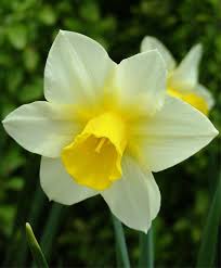 Pin By Helena Munoz Leyva On Narciso Jonquil Flowers Botanical Flowers Bulb Flowers