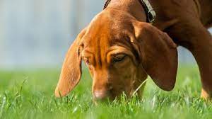 Why Do Dogs Eat Grass And Vomit Pet Check Urgent Care