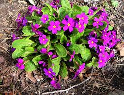 Image result for Primulaceae