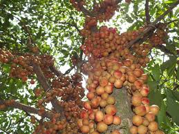 Click to share on facebook (opens in new window Baccaurea Motleyana Wikipedia