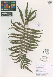 Image result for Christella hispidula