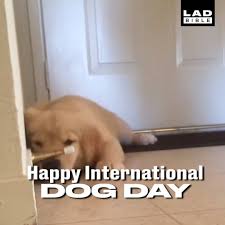 This event in the first decade of the month july is annual. Ladbible Happy International Dog Day Here S A Bunch Of