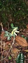 Image result for Newtonia buchananii