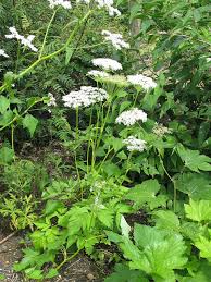 Image result for Stadmannia