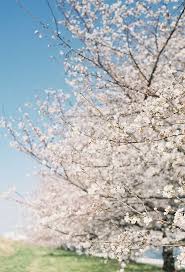 Check spelling or type a new query. W Oczekiwaniu Na Wiosne I Jej Delikatne Biale Kwiaty Wyprobuj Wszystkie Niezwykle Smaki Herbat Big Active Http Flowering Trees Spring Blossom Spring Beauty