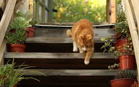 Just get a little wrap thing you would use if you had a sprain. If You Ve Noticed Your Cat Limping Or Any Stiffness Do These 4 Things Immediately
