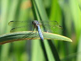 Check spelling or type a new query. Blue Dasher Dragonfly Friends Of Cortes Island