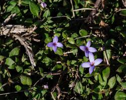 Image result for Neorautanenia ficifolia