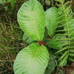 Image result for Stipularia africana