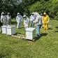 Open Teaching Apiary MO 2025: Northland Beekeepers event image