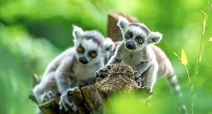 Ruhr Topcard Freizeitpark Und Tierpark Rabatte Fur Familie Und Freizeit Die Bonuskarte Bietet Freikarten Und 50 Prozent Ra Tierpark Freizeitpark Zoo Dortmund
