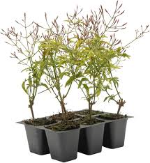 Image result for Aframomum polyanthum