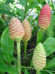 Pin By Charlie On Jungle Flowers In 2020 Ginger Flower Ginger Plant Foliage Plants