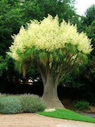 Sorry to disappoint texas palm, but what you have is male infloresence (flowers) on your windmill palm (trachycarpus fortunei). Ponytail Palm Ponytail Palm Tree Plants Planting Flowers