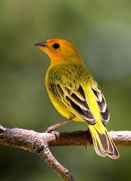 Canario Da Terra O Que Come Pin On Small Colorful Birds